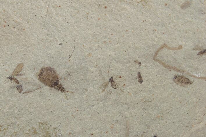 Fossil Insect (Flies, Beetles, etc) Plate - Utah #219795